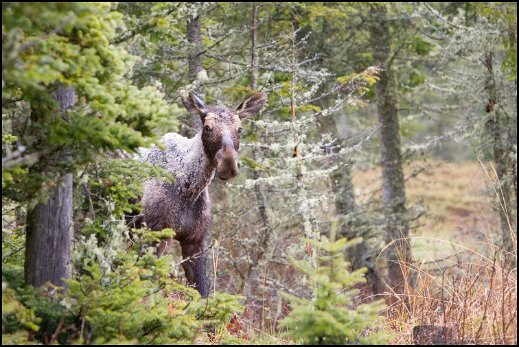 Yearling bull moose near Rock Harbor, Isle Royale National Park, Upper